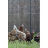 Poultry E-net 122cm 50m SP green AKO 292412